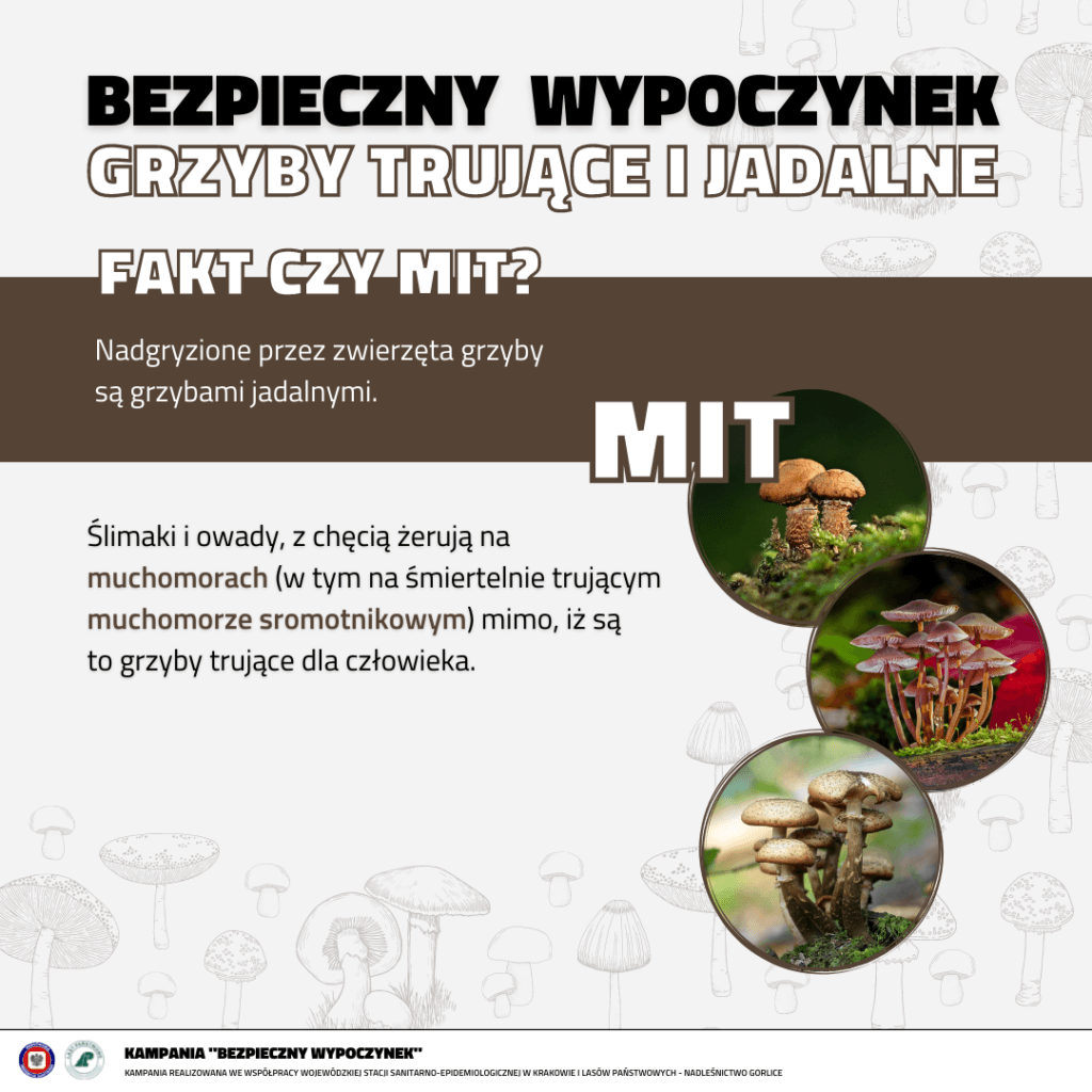 MIT 2 - Nadgryzione przez zwierzęta grzyby są grzybami jadalnymi