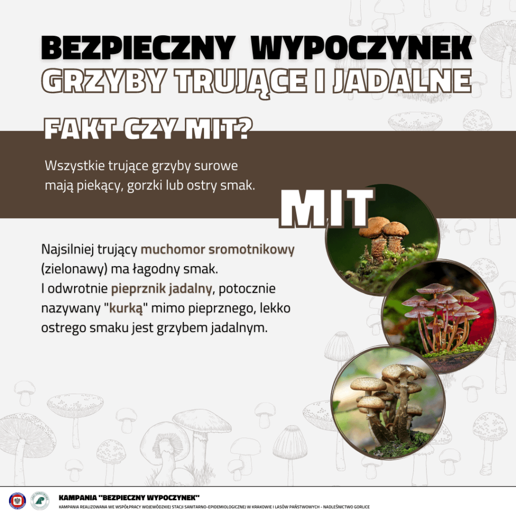 MIT 1 - Wszystkie trujące grzyby surowe mają piekący i gorzki smak